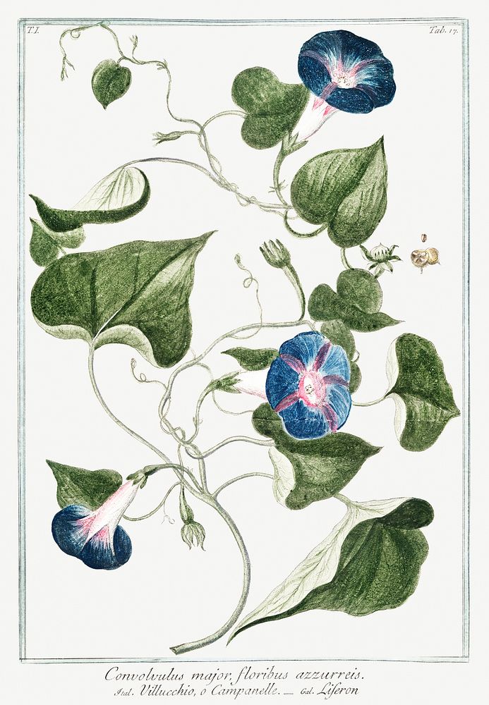 Convolvulus major, floribus azzurreis, Villucchio, o Campanelle, Leferon (ca. 1772 &ndash;1793) by Giorgio Bonelli. Original…