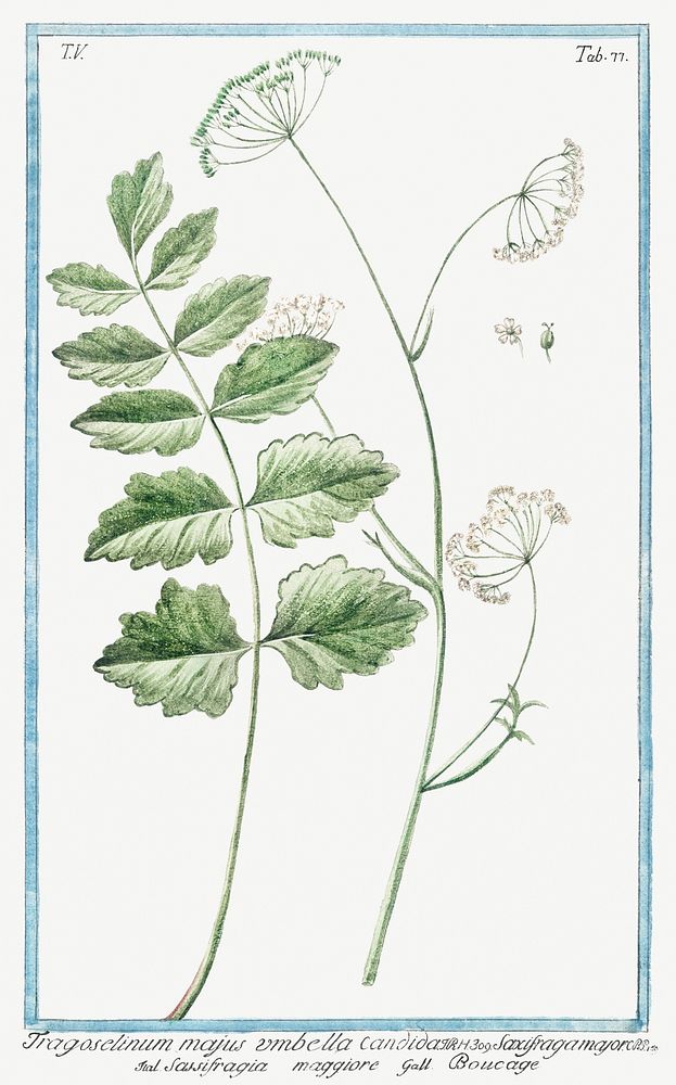 Tragoselinum Majus Umbella Candida (ca. 1772 &ndash;1793) by Giorgio Bonelli. Original from the The New York Public Library.…