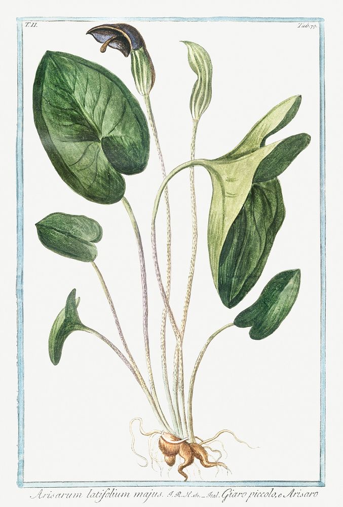 Arisarum Latifolium Majus (ca. 1772 –1793) by Giorgio Bonelli. Original from the The New York Public Library. Digitally…