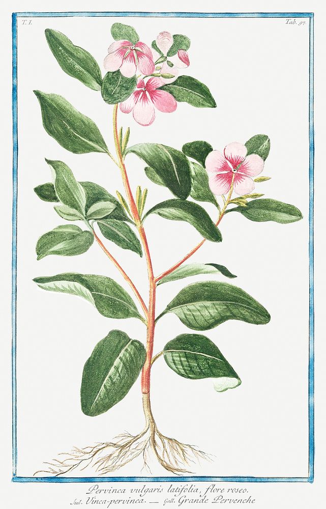 Greater Periwinkle (ca. 1772 &ndash;1793) by Giorgio Bonelli. Original from the The New York Public Library. Digitally…