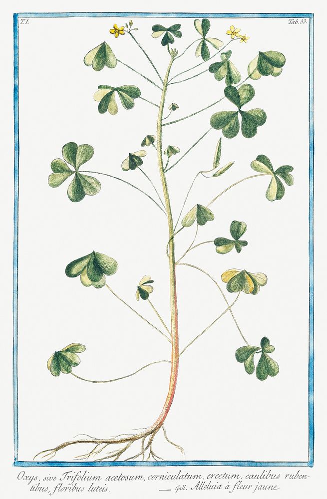 Oxys, sive Trifolium acetosum, corniculatum, erectum, caulibus rubentibus, floribus luteis (ca. 1772 &ndash;1793) by Giorgio…