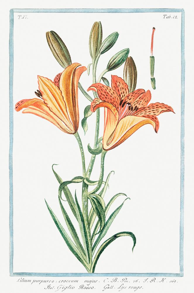 Orange Lily (ca. 1772 &ndash;1793) by Giorgio Bonelli. Original from the The New York Public Library. Digitally enhanced by…