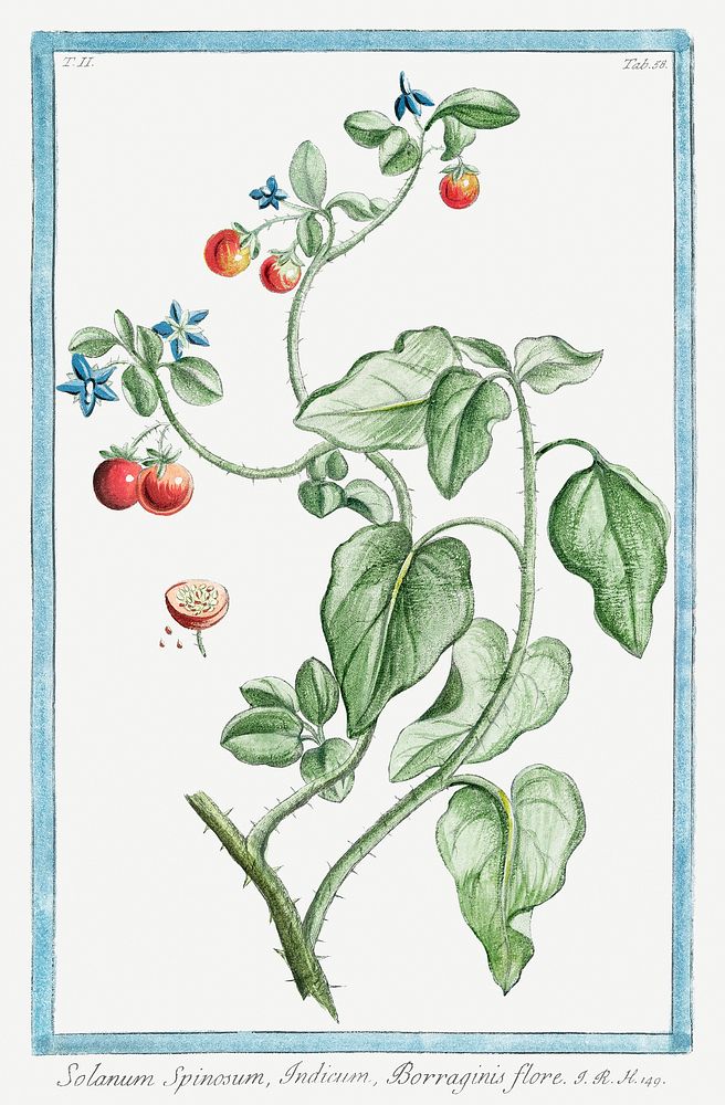 Solanum Spinosum, Indicum, Borraginis flore (ca. 1772 &ndash;1793) by Giorgio Bonelli. Original from the The New York Public…