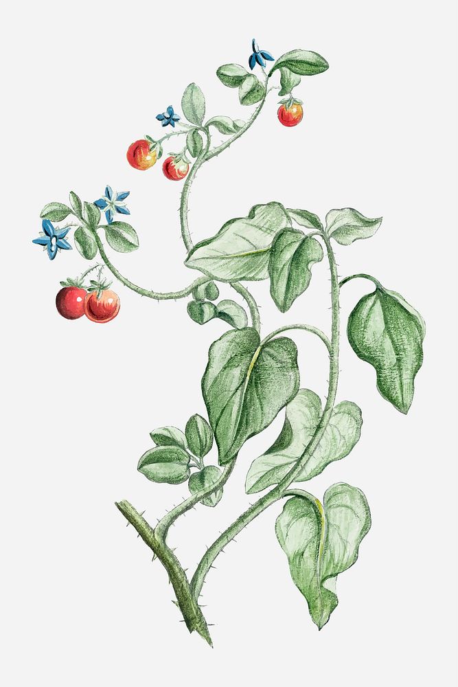Solanum spinosum tomato plant vector