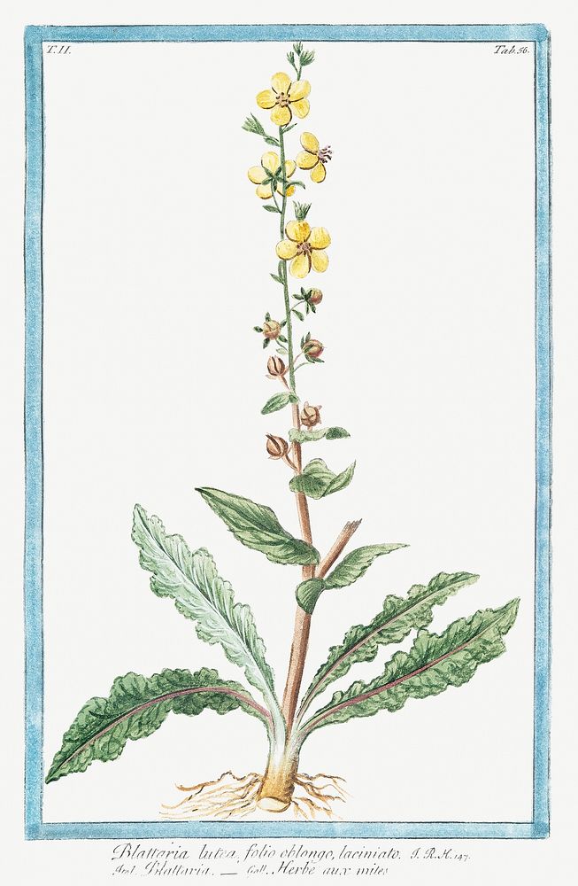Blattaria lutea, folio oblongo, laciniato, Blattaria, Herbe aux mites(ca. 1772 &ndash;1793) by Giorgio Bonelli. Original…