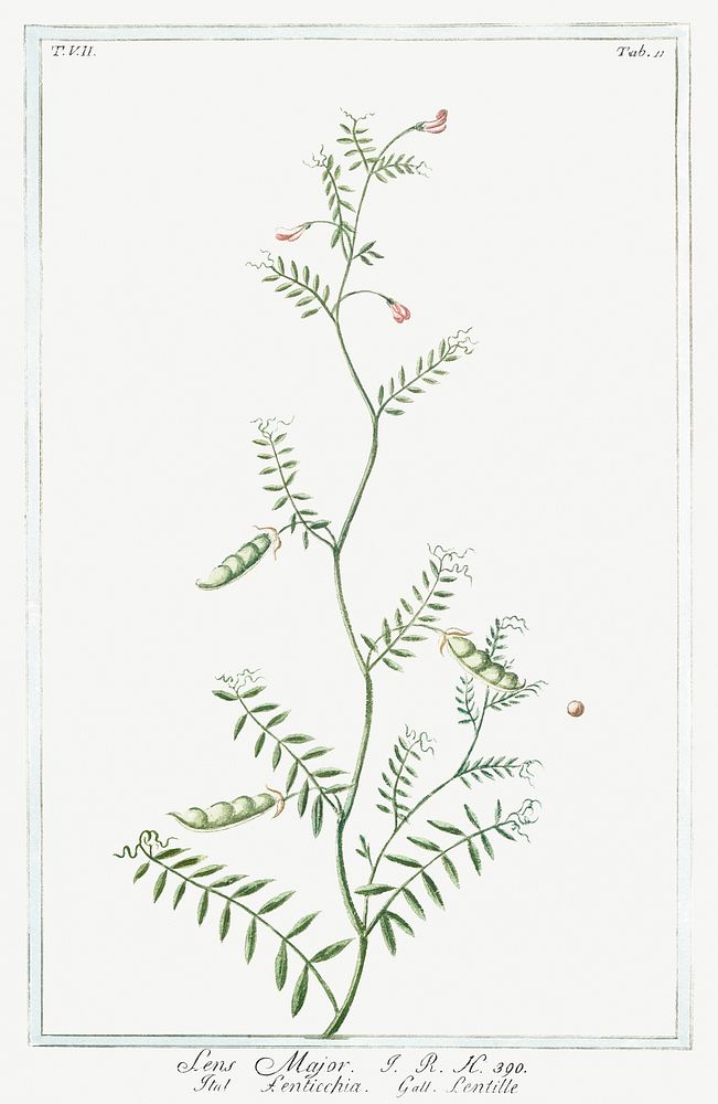 Lentils (ca. 1772 &ndash;1793) by Giorgio Bonelli. Original from the The New York Public Library. Digitally enhanced by…