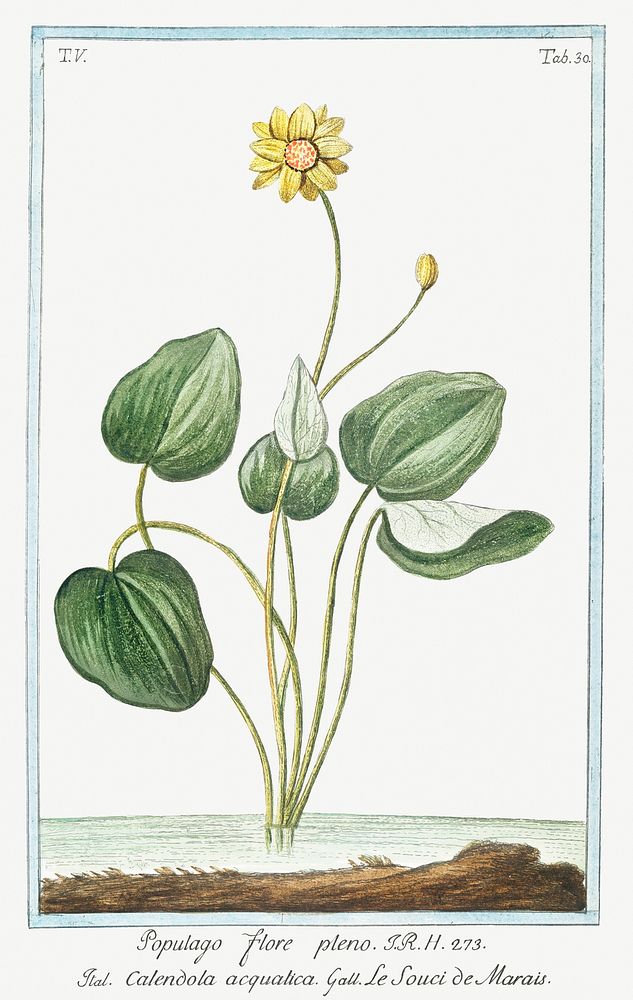 Marsh Marigold (ca. 1772 &ndash;1793) by Giorgio Bonelli. Original from the The New York Public Library. Digitally enhanced…