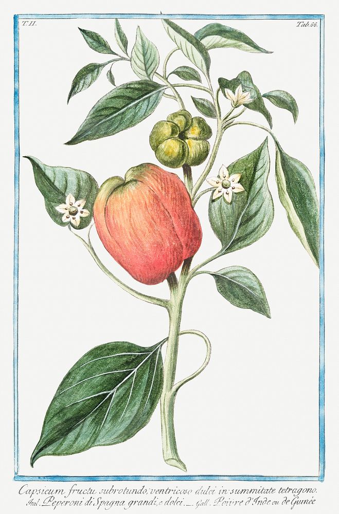Capsicum fructu pepper illustration