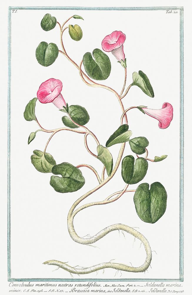 Convolvulus maritimus nostras rotundifolius. Soldanella marina minor. Brassica marina, sive Soldanella (ca. 1772…