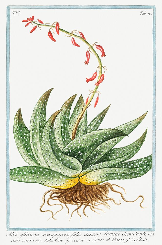 Spineless African Aloe illustration
