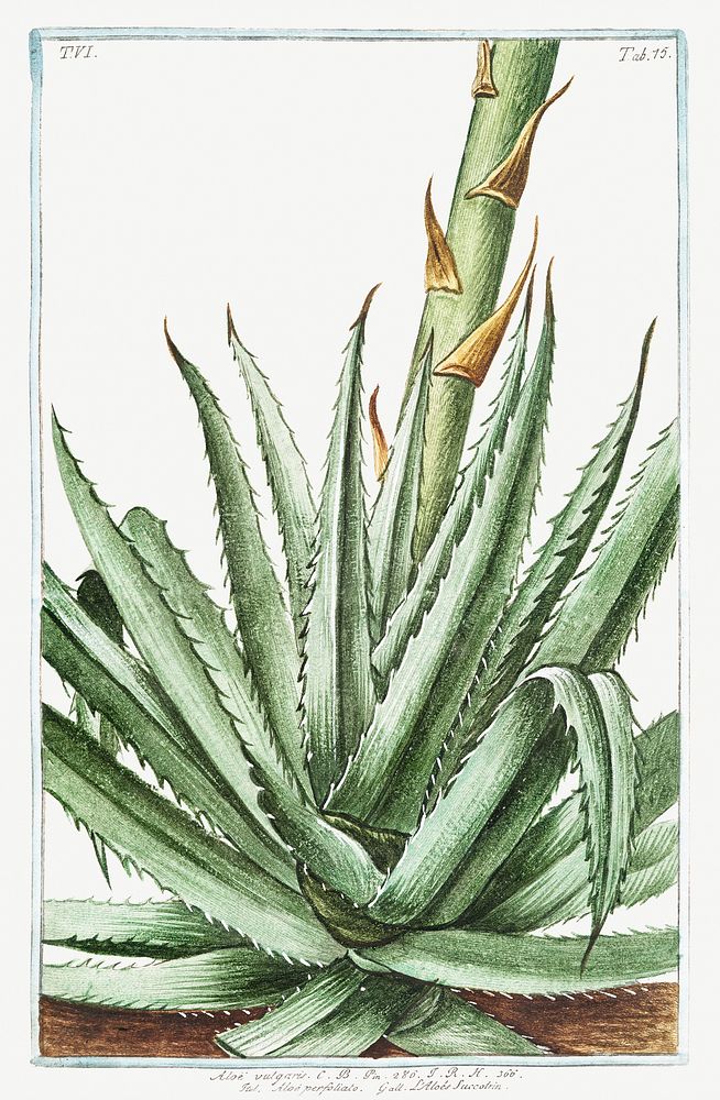 Aloe vulgaris Alo&eacute; perfoliato. L'Alo&eacute;s Succotrin (ca. 1772 &ndash;1793) by Giorgio Bonelli. Original from the…