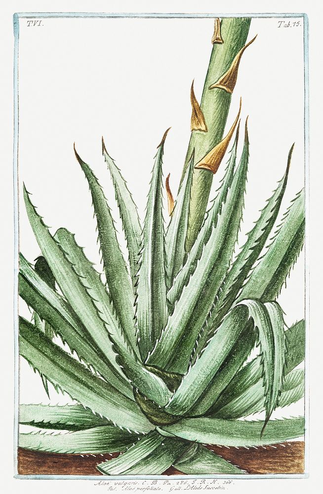Aloe vulgaris illustration