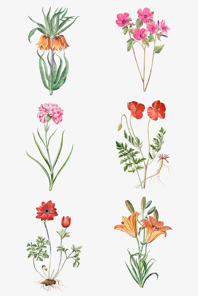 Set of hand drawn plant vector