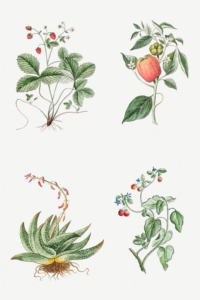 Set of hand drawn plant illustration