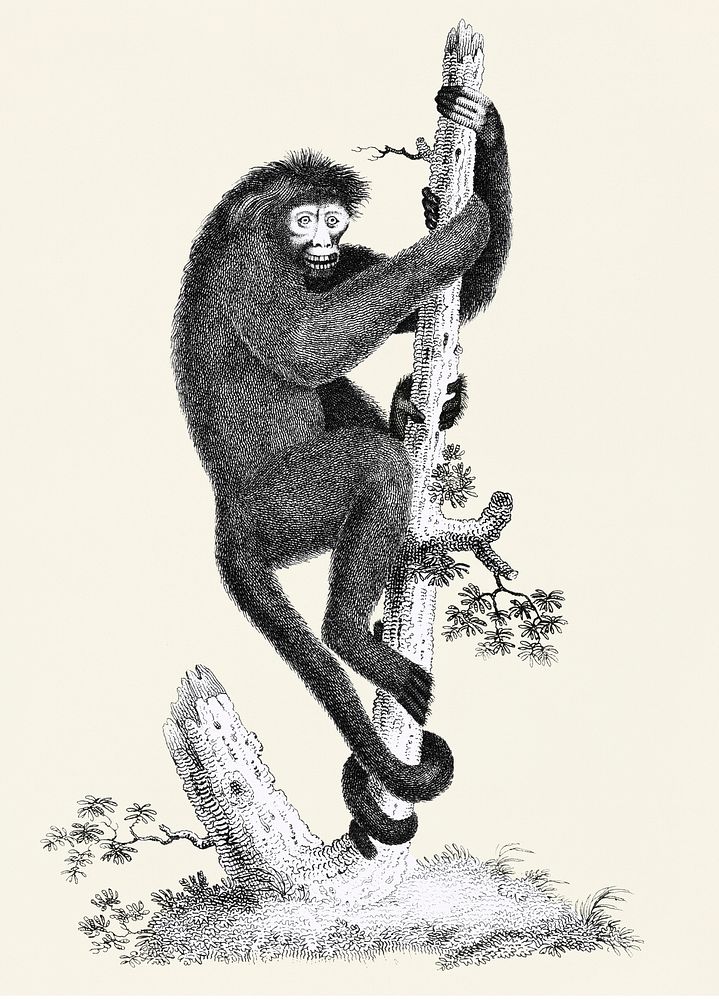 Coaita or Spider Monkey from Zoological lectures delivered at the Royal institution in the years 1806-7 illustrated by…