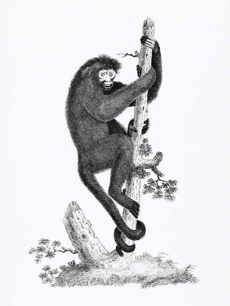 Coaita or Spider Monkey from Zoological lectures delivered at the Royal institution in the years 1806-7 illustrated by…