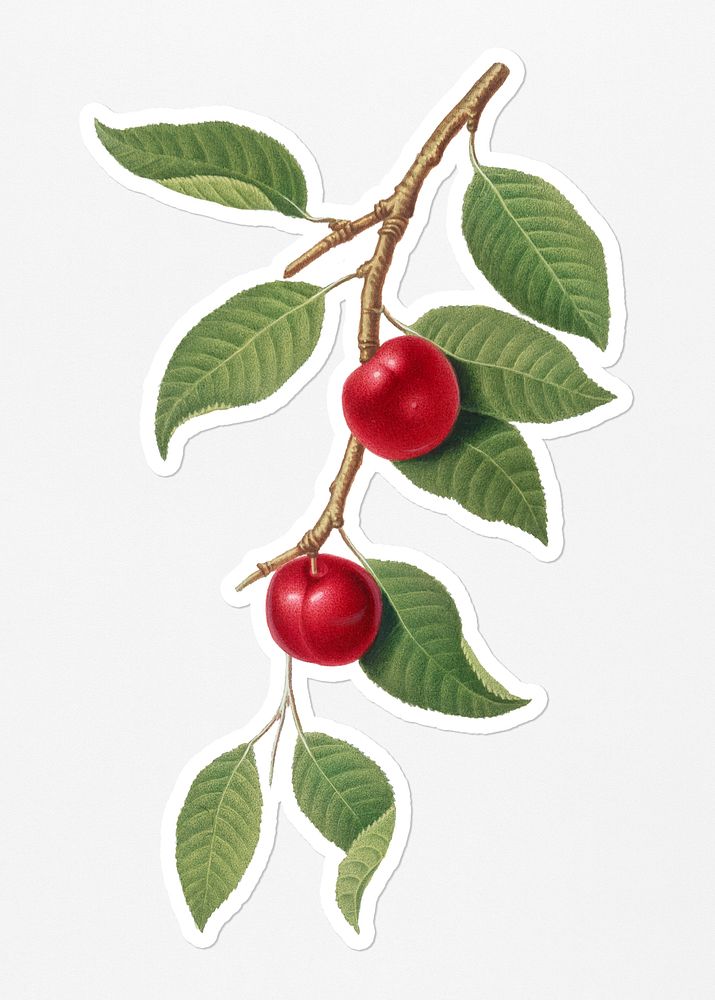 Hand drawn cherry fruit sticker with a white border