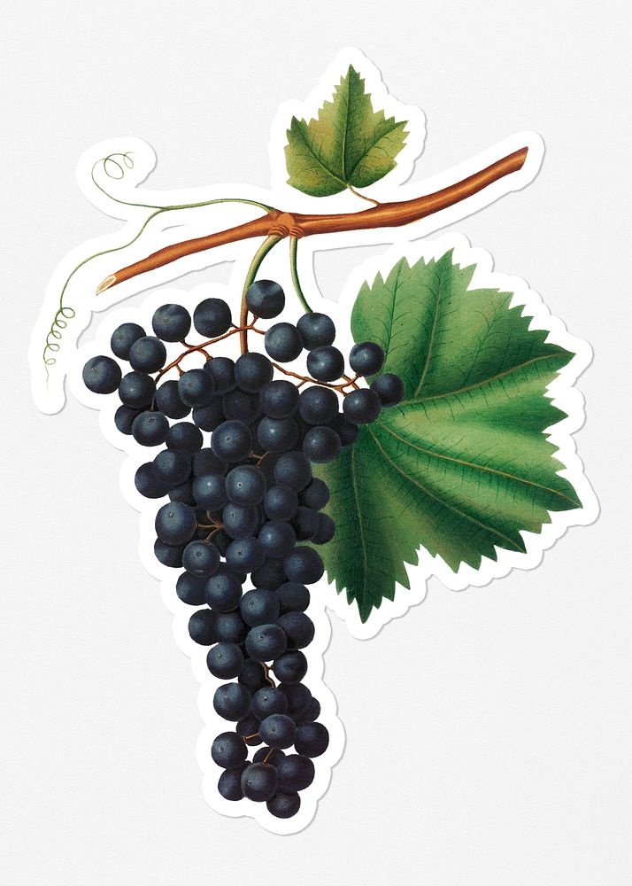 Hand drawn bunch of Berzemina grapes sticker with a white border