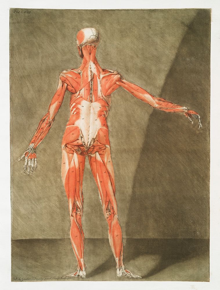 This fascinating collection of anatomical | Free Photo Illustration ...