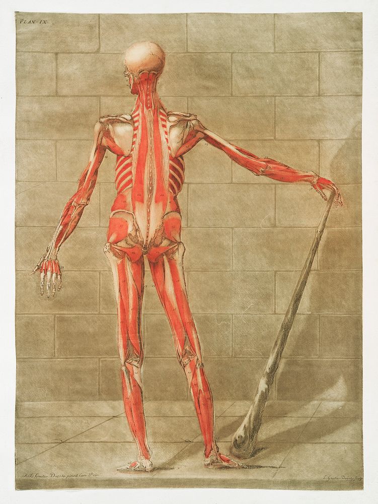 This fascinating collection of anatomical illustrations is created by Arnauld-Eloi Gautier-Dagoty (1741-1771) for the Royal…