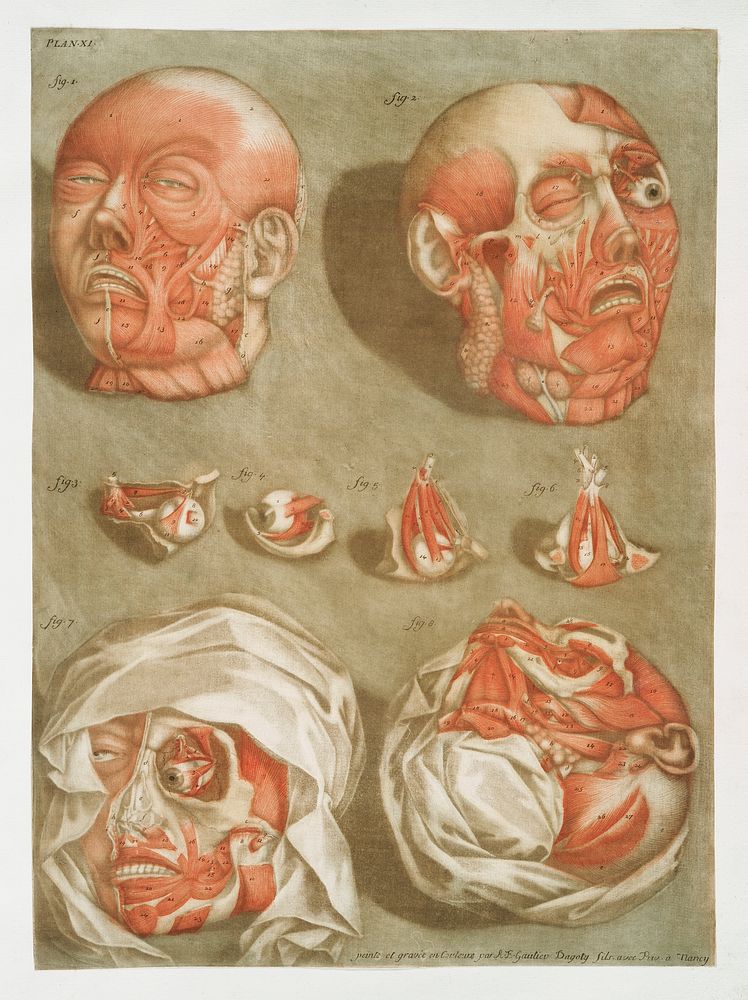 This fascinating collection of anatomical illustrations is created by Arnauld-Eloi Gautier-Dagoty (1741-1771) for the Royal…