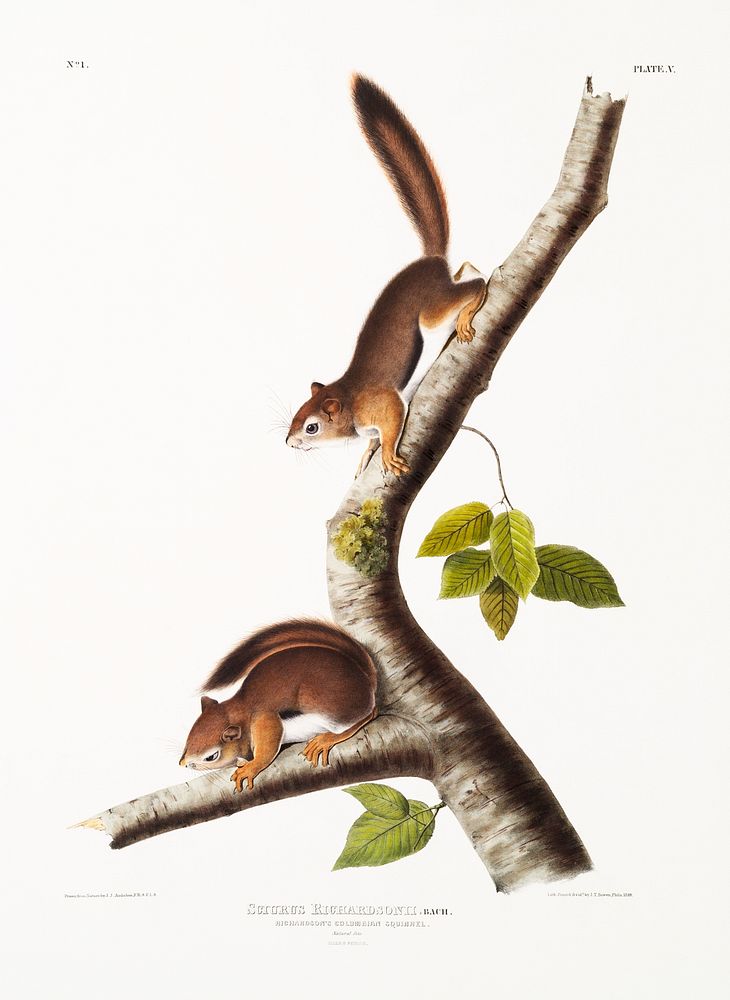 Richardson's Columbian Squirrel (Sciurus Richardsonii) from the viviparous quadrupeds of North America (1845) illustrated by…