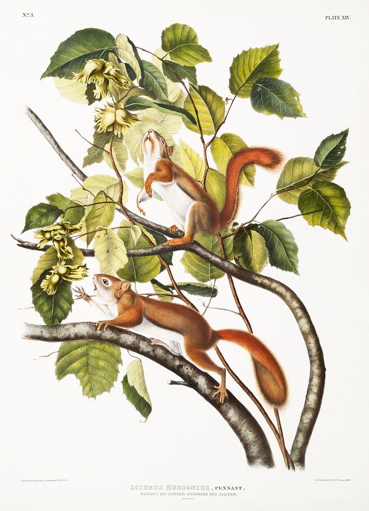 Hudson's Bay Squirrel, Chickaree Red Squirrel (Sciurus Hudsonius) from the viviparous quadrupeds of North America (1845)…