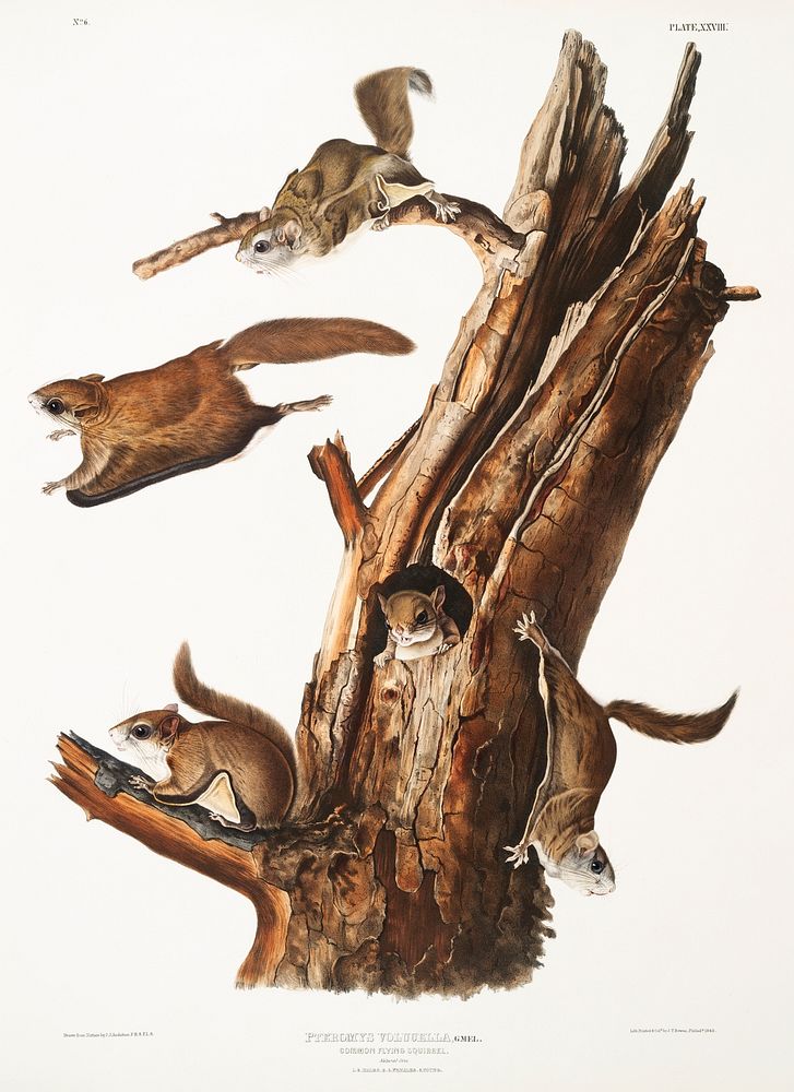Flying Squirrel (Pteromys volucella) from the viviparous quadrupeds of North America (1845) illustrated by John Woodhouse…