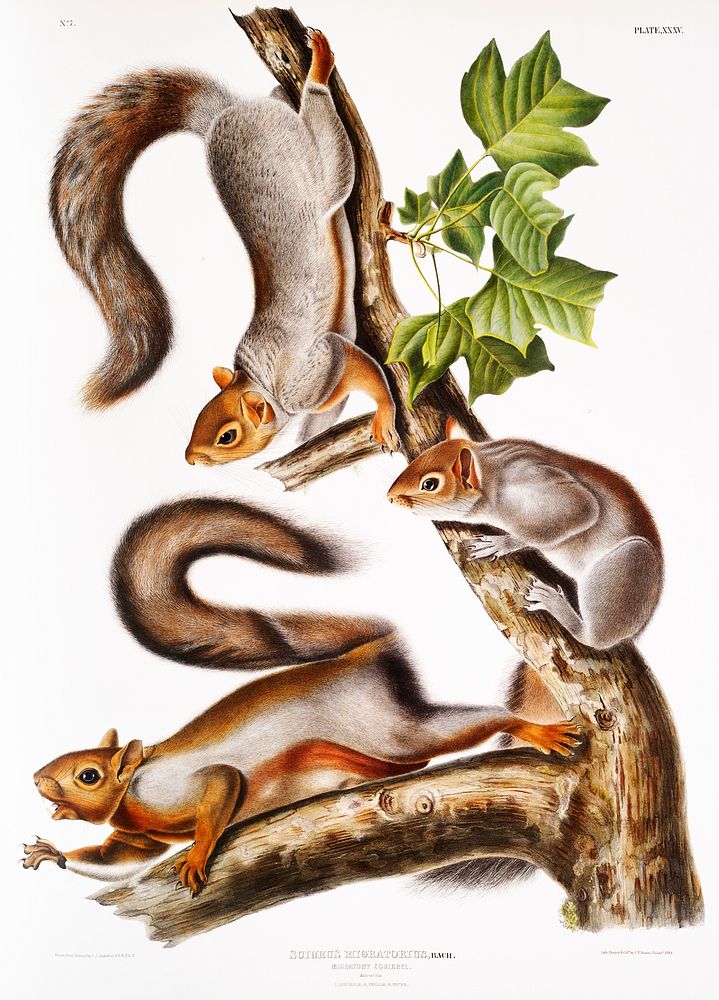 Migratory Squirrel (Sciurus migratorius) from the viviparous quadrupeds of North America (1845) illustrated by John…