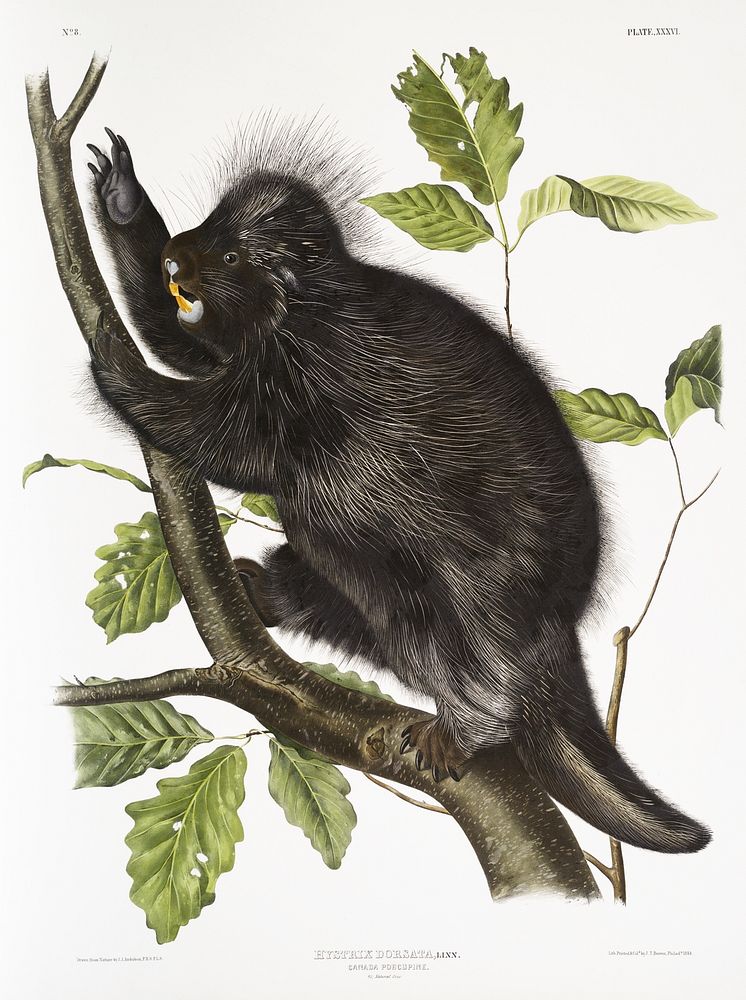 Canada Porcupine (Nystrix dorsata) from the viviparous quadrupeds of North America (1845) illustrated by John Woodhouse…