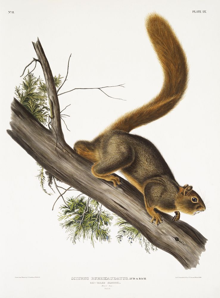 Red-tailed Squirrel (Sciurus rubricaudatus) from the viviparous quadrupeds of North America (1845) illustrated by John…