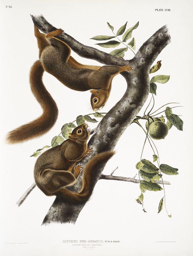 Orange-bellied Squirrel (Sciurus sub-auratus) from the viviparous quadrupeds of North America (1845) illustrated by John…