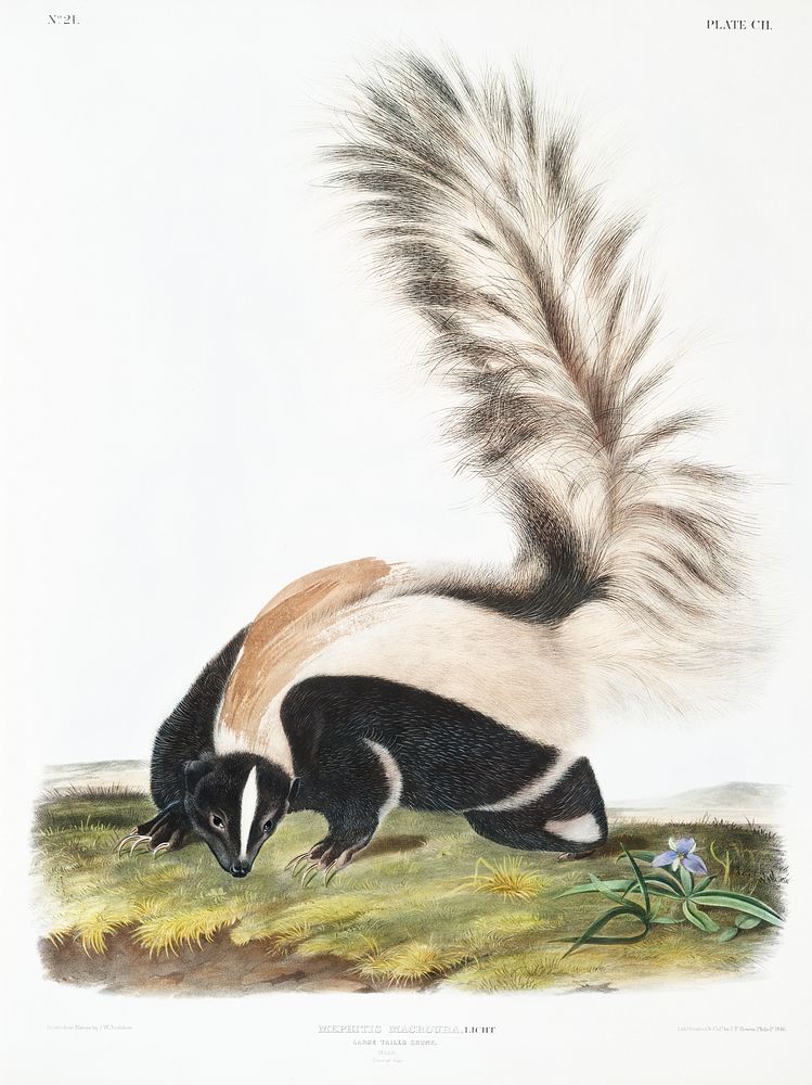 Large-tailed Skunk (Mephitis macroura) from the viviparous quadrupeds of North America (1845) illustrated by John Woodhouse…