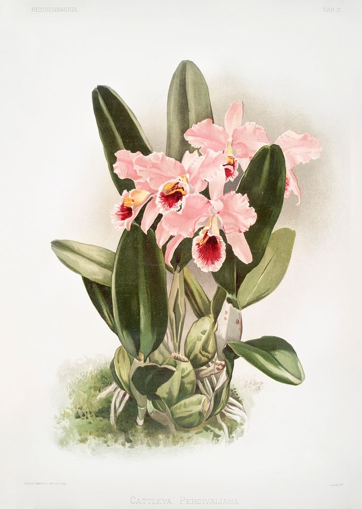 Cattleya Percivaliana from Reichenbachia Orchids (1888-1894) by Frederick Sander (1847-1920). Original from The New York…