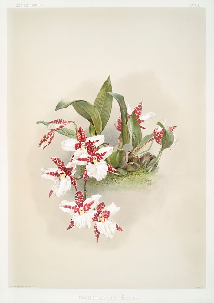 Odontoglossum rossii from Reichenbachia Orchids (1888-1894) by Frederick Sander (1847-1920). Original from The New York…