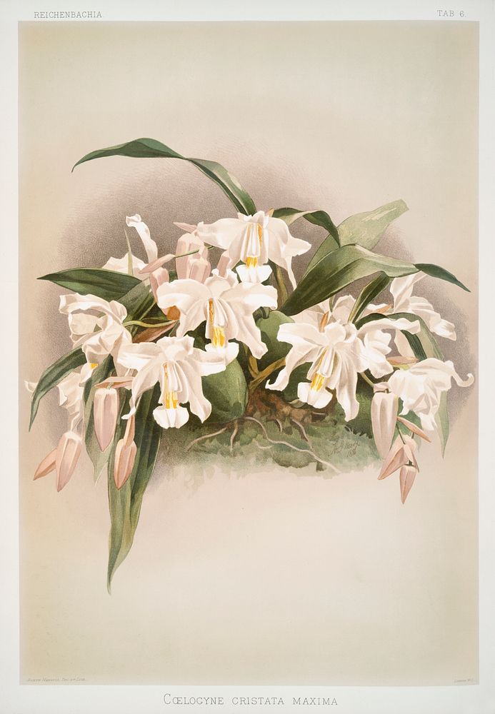 Coelogyne cristata maxima from Reichenbachia Orchids (1888-1894) illustrated by Frederick Sander (1847-1920). Original from…