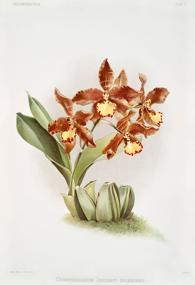 Odontoglossum insleayi splendens from Reichenbachia Orchids (1888-1894) illustrated by Frederick Sander (1847-1920).…