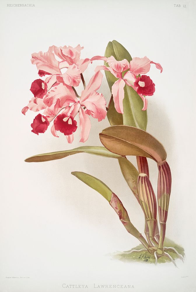 Cattleya lawrenceana from Reichenbachia Orchids (1888-1894) illustrated by Frederick Sander (1847-1920). Original from The…