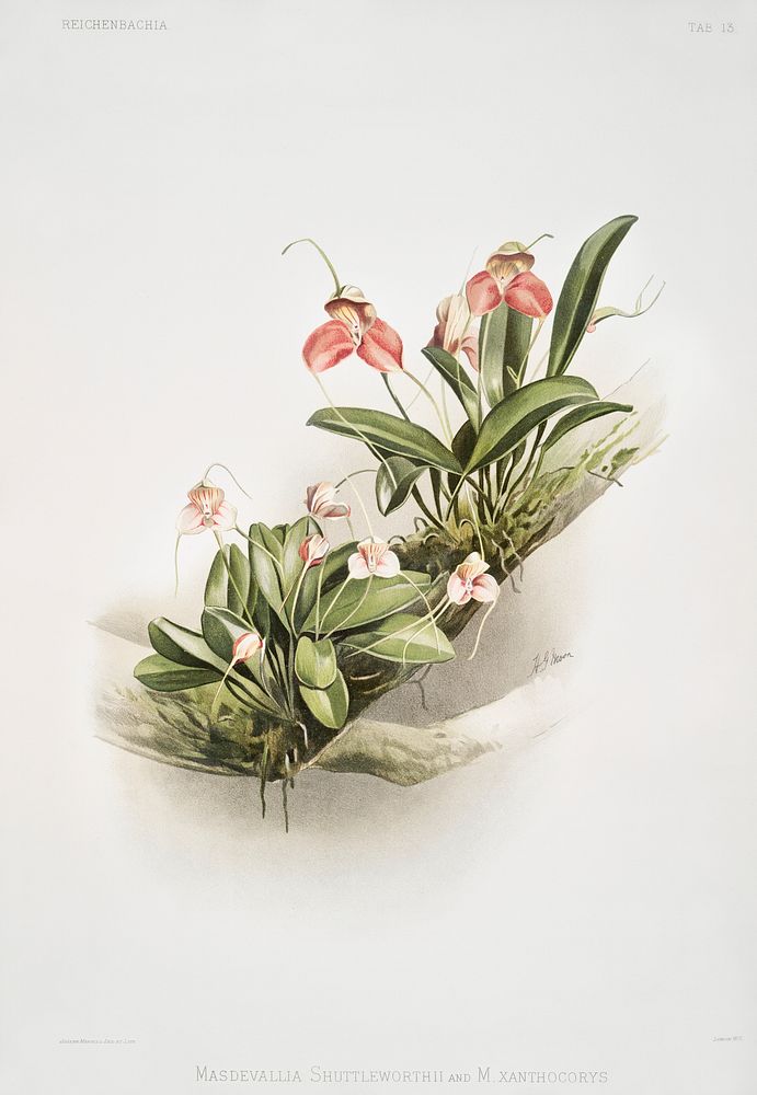 Masdevallia shuttleworthii and M. xanthocorys from Reichenbachia Orchids (1888-1894) illustrated by Frederick Sander (1847…