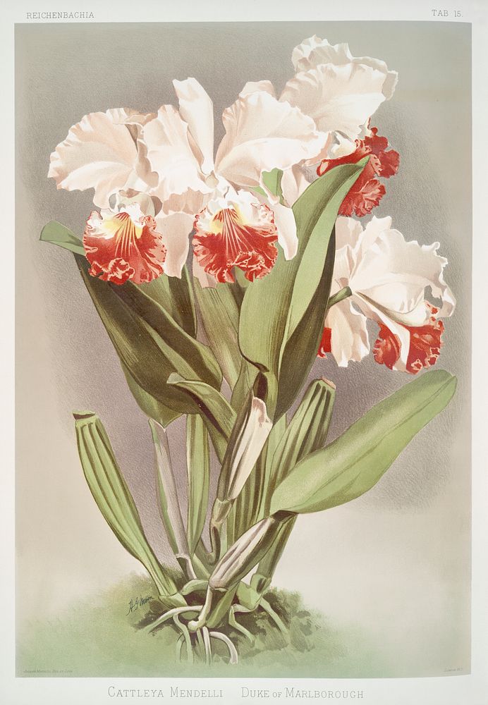 Cattleya Mendelli, Duke of Marlborough from Reichenbachia Orchids (1888-1894) illustrated by Frederick Sander (1847-1920).…