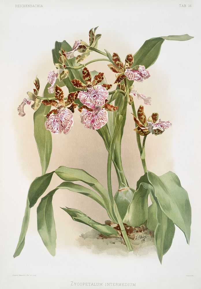 Zycopetalum intermedium from Reichenbachia Orchids (1888-1894) illustrated by Frederick Sander (1847-1920). Original from…