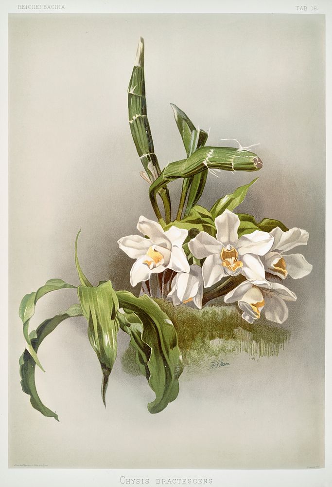 Chysis bractescens from Reichenbachia Orchids (1888-1894) illustrated by Frederick Sander (1847-1920). Original from The New…