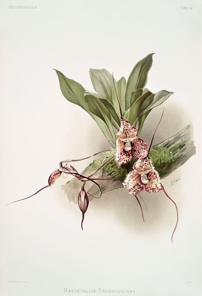 Masdevallia backhousiana from Reichenbachia Orchids (1888-1894) illustrated by Frederick Sander (1847-1920). Original from…