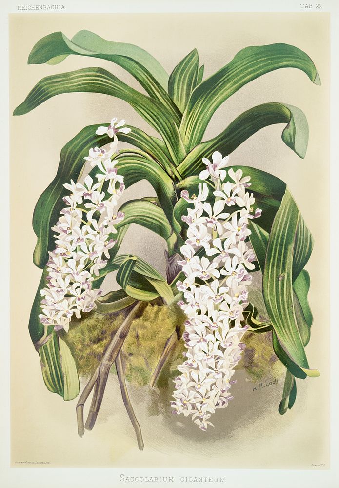 Saccolabium giganteum from Reichenbachia Orchids (1888-1894) illustrated by Frederick Sander (1847-1920). Original from The…