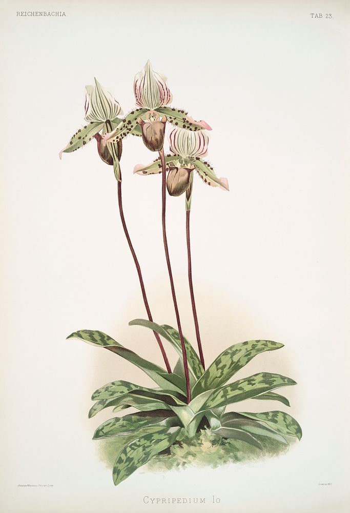Cypripedium lo from Reichenbachia Orchids (1888-1894) illustrated by Frederick Sander (1847-1920). Original from The New…
