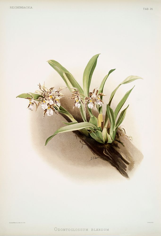 Odontoglossum blandum from Reichenbachia Orchids (1888-1894) illustrated by Frederick Sander (1847-1920). Original from The…