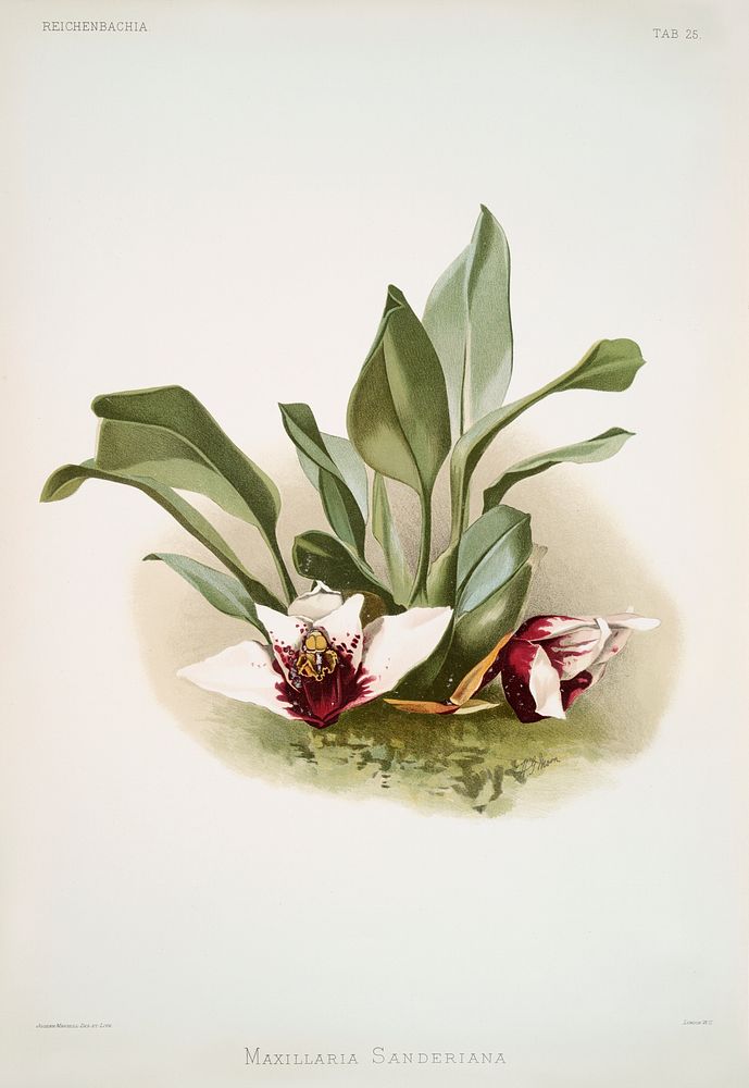 Maxillaria sanderiana from Reichenbachia Orchids (1888-1894) illustrated by Frederick Sander (1847-1920). Original from The…