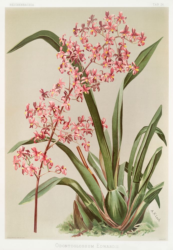 Odontoglossum edwardii from Reichenbachia Orchids (1888-1894) illustrated by Frederick Sander (1847-1920). Original from The…