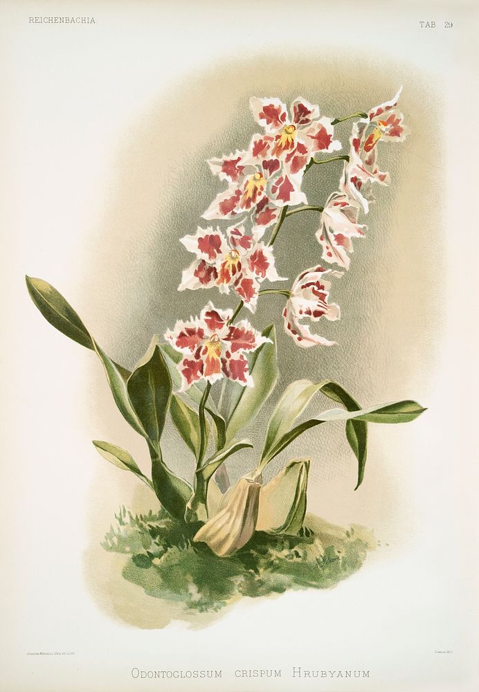 Odontoglossum crispum Hrubyanum from Reichenbachia Orchids (1888-1894) illustrated by Frederick Sander (1847-1920). Original…
