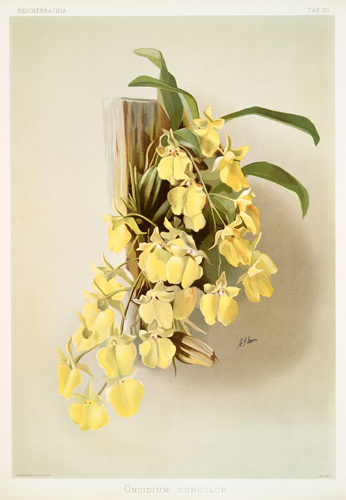 Onicidium concolor from Reichenbachia Orchids (1888-1894) illustrated by Frederick Sander (1847-1920). Original from The New…